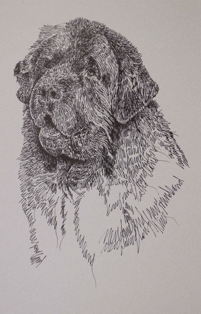 642x1000 newfoundland dog art lithograph - Newfoundland Dog Drawing