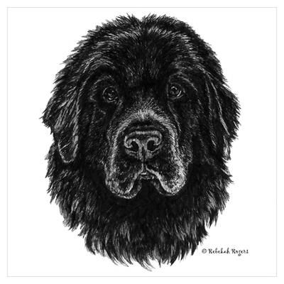 400x400 newfoundland dog drawing - Newfoundland Dog Drawing