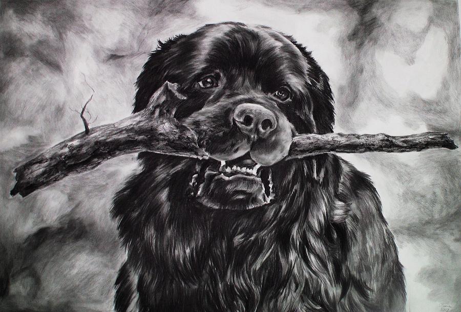 900x609 newfoundland dog drawing - Newfoundland Dog Drawing