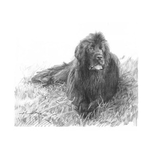 300x300 newfoundland dog pencil portrait drawing - Newfoundland Dog Drawing