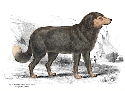 478x348 newfoundland dogs discovering lewis clark - Newfoundland Dog Drawing