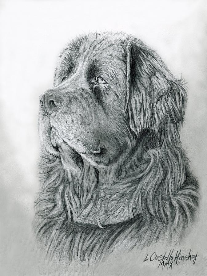 673x900 newfoundland drawing - Newfoundland Dog Drawing