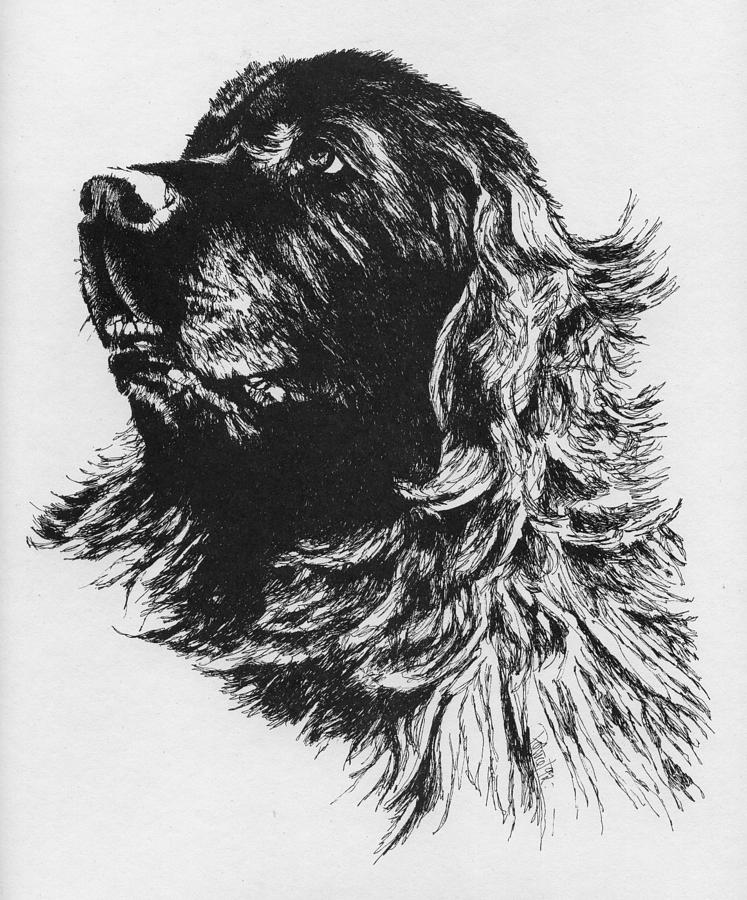 747x900 newfoundland headstudy drawing - Newfoundland Dog Drawing