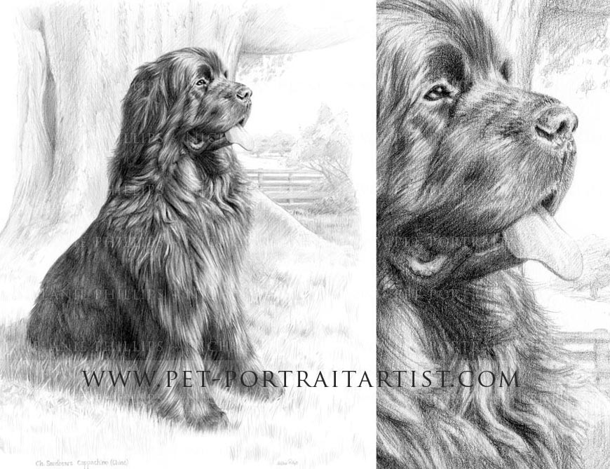 870x669 newfoundland pet portraits - Newfoundland Dog Drawing