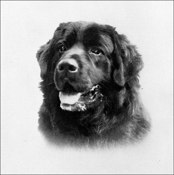 565x567 newfoundland and labrador animals - Newfoundland Dog Drawing