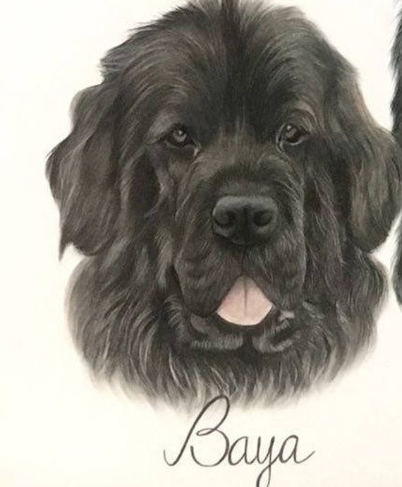 Newfoundland Dog Drawing at Explore collection of