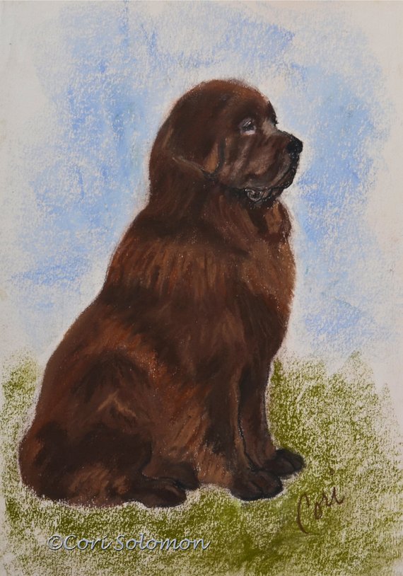 570x814 newfy newfoundland dog art pastel drawing - Newfoundland Dog Drawing