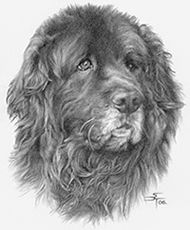 190x230 pencil drawing of dog looks like mrs o'leary from percy jackson - Newfoundland Dog Drawing