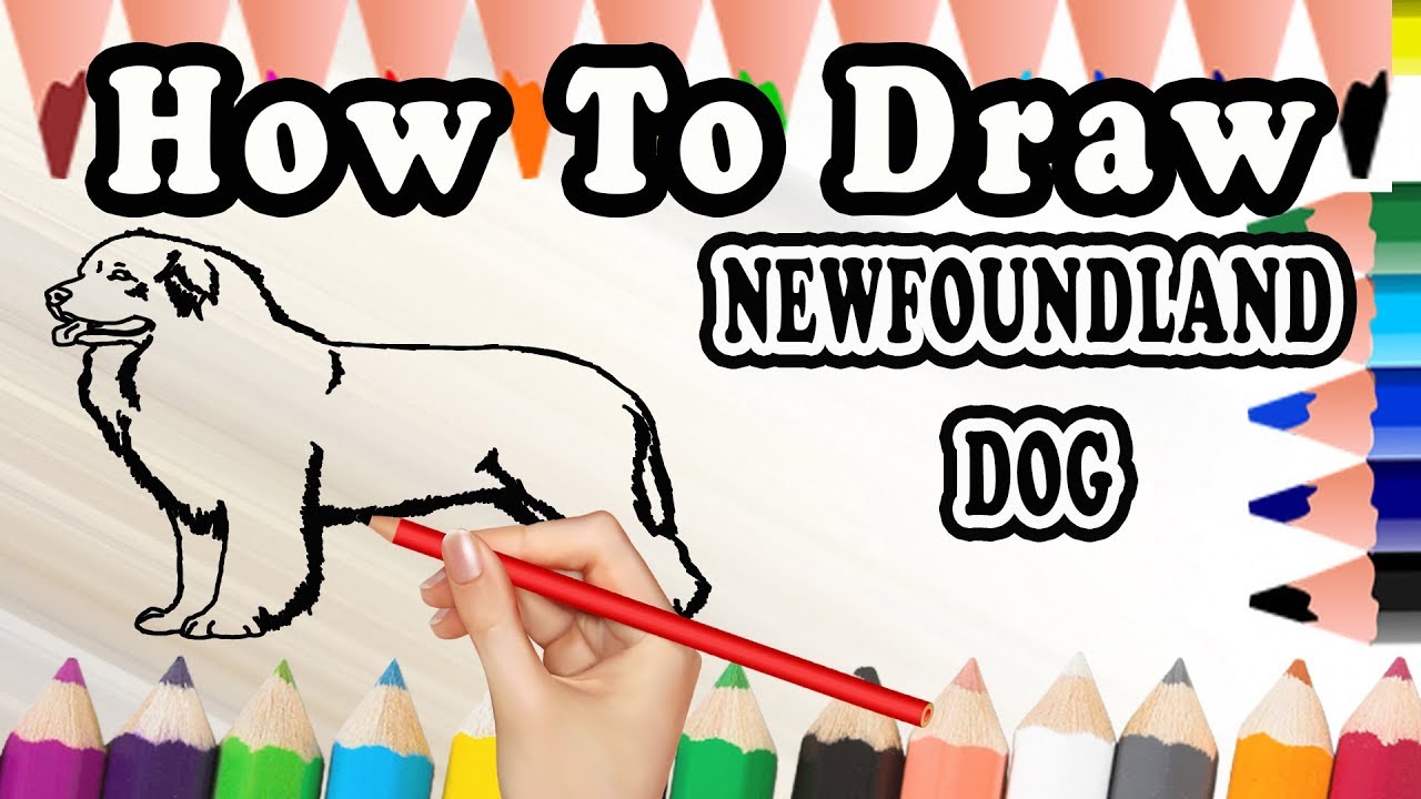 1280x720 how to draw a newfoundland dog drawing step - Newfoundland Dog Drawing