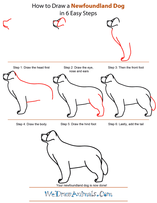 600x776 how to draw a newfoundland dog - Newfoundland Dog Drawing