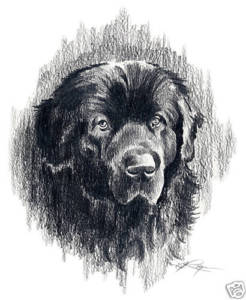 246x300 newfoundland art print pencil drawing x - Newfoundland Drawing