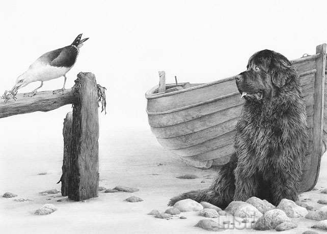 642x460 newfoundland dogs fine art dog print - Newfoundland Drawing