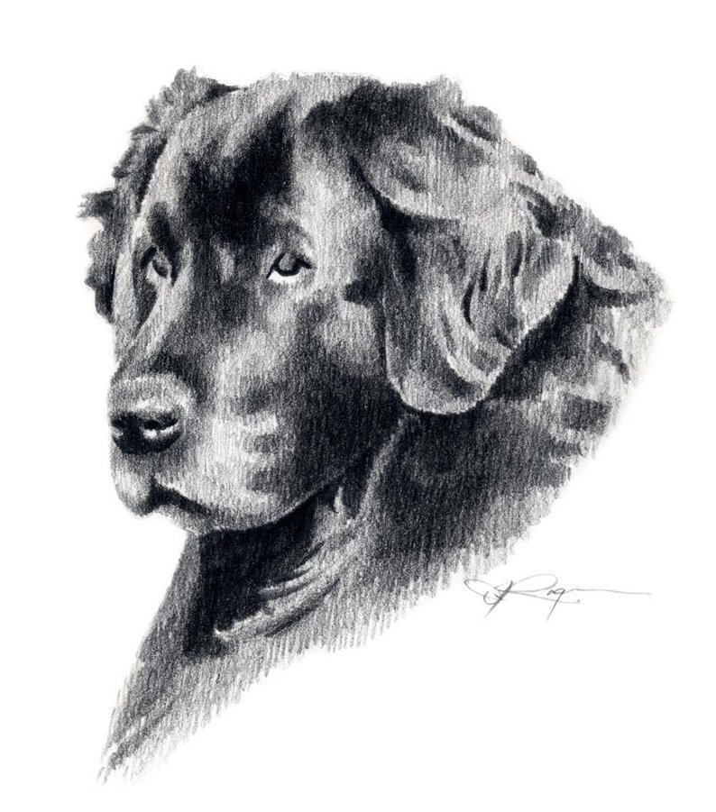 794x901 newfoundland dog pencil drawing art print - Newfoundland Drawing