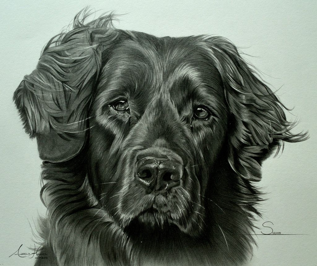 Newfoundland Drawing at Explore collection of