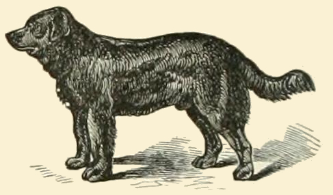 487x285 newfoundland dog drawing - Newfoundland Drawing