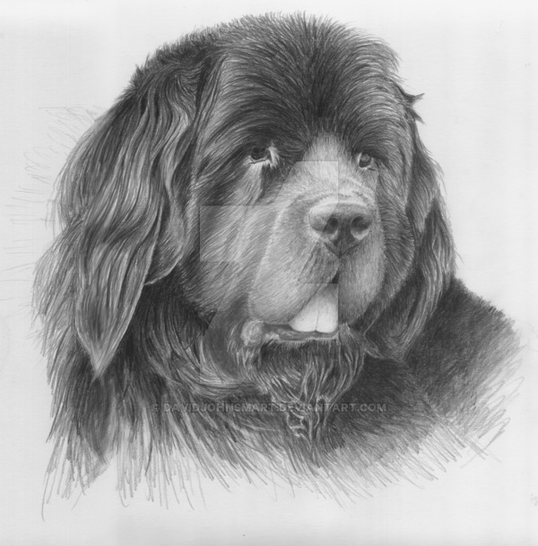 600x609 newfoundland dog - Newfoundland Drawing