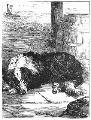 303x400 newfoundland drawing - Newfoundland Drawing