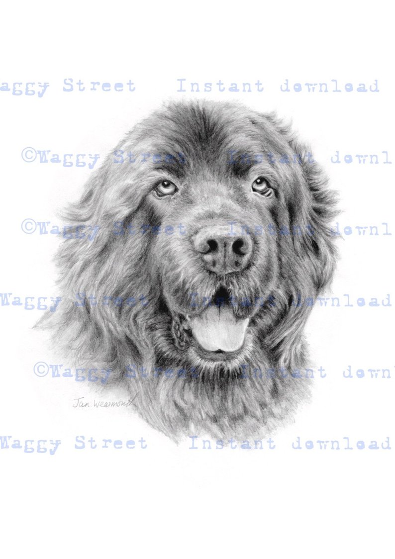 794x1124 newfoundland printable wall art pencil drawing instant etsy - Newfoundland Drawing