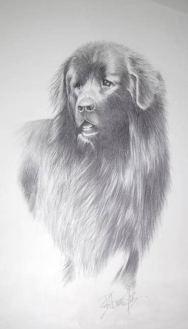 371x650 stunning newfoundland pencil drawings and illustrations for sale - Newfoundland Drawing