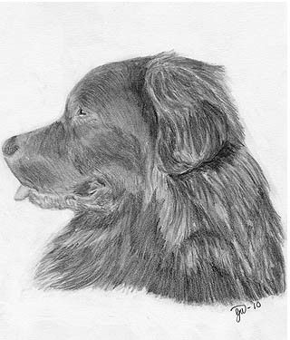 320x375 newfie,newf,newfoundland dog,newfoundland,drawing,pencil art - Newfoundland Drawing