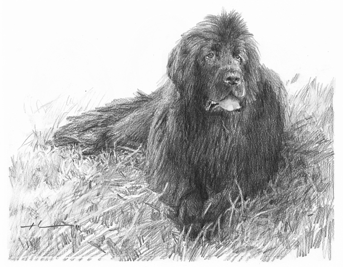 700x544 newfoundland drawing - Newfoundland Drawing