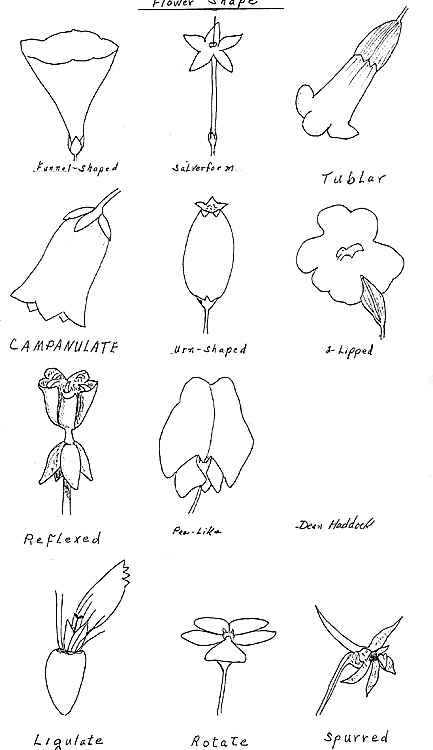 433x750 Kansas Wildflowers And Grasses Plant Morphological Features - Next Drawing