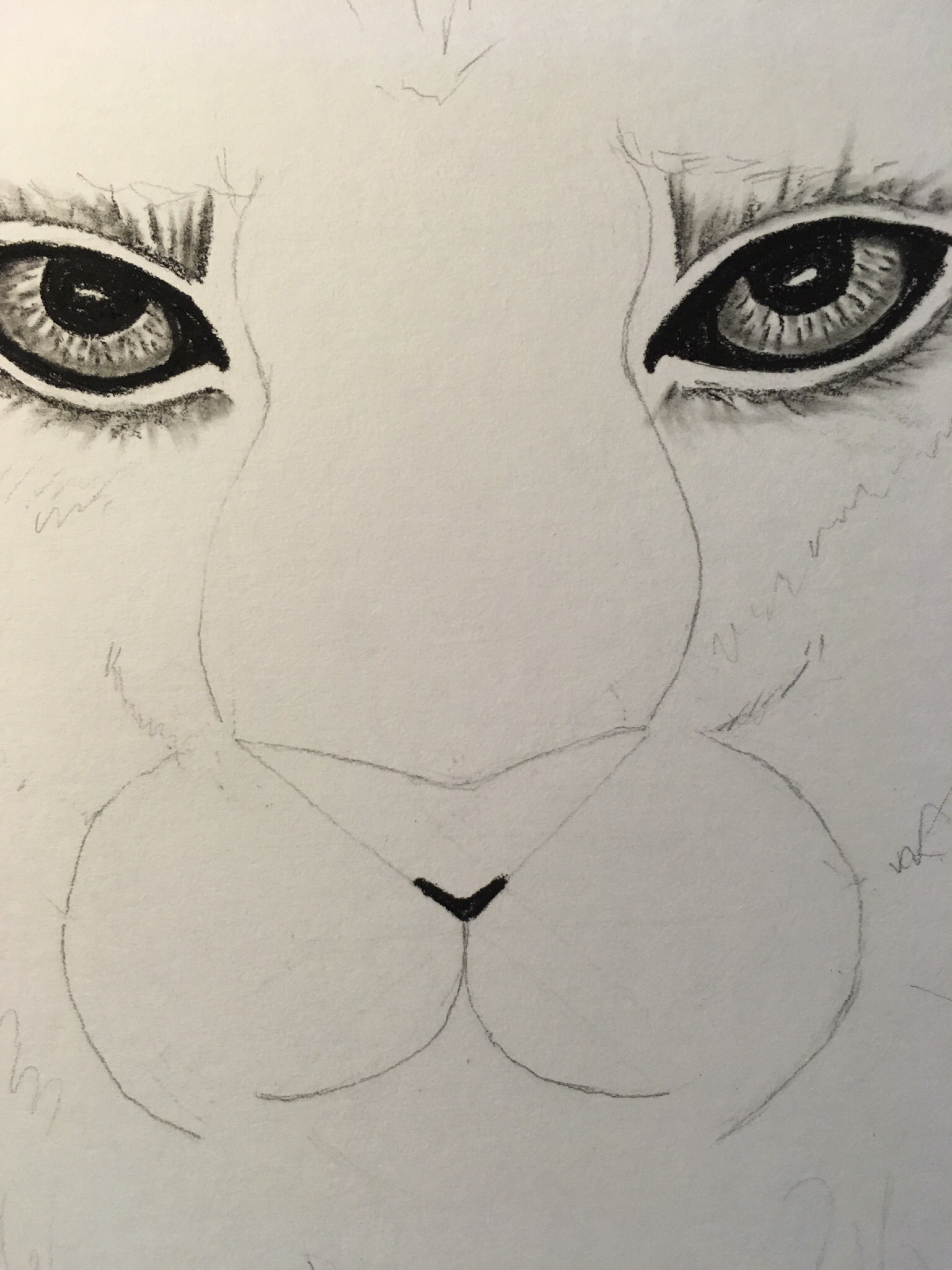 3072x4096 Lion Portrait Inside The Outline - Next Drawing