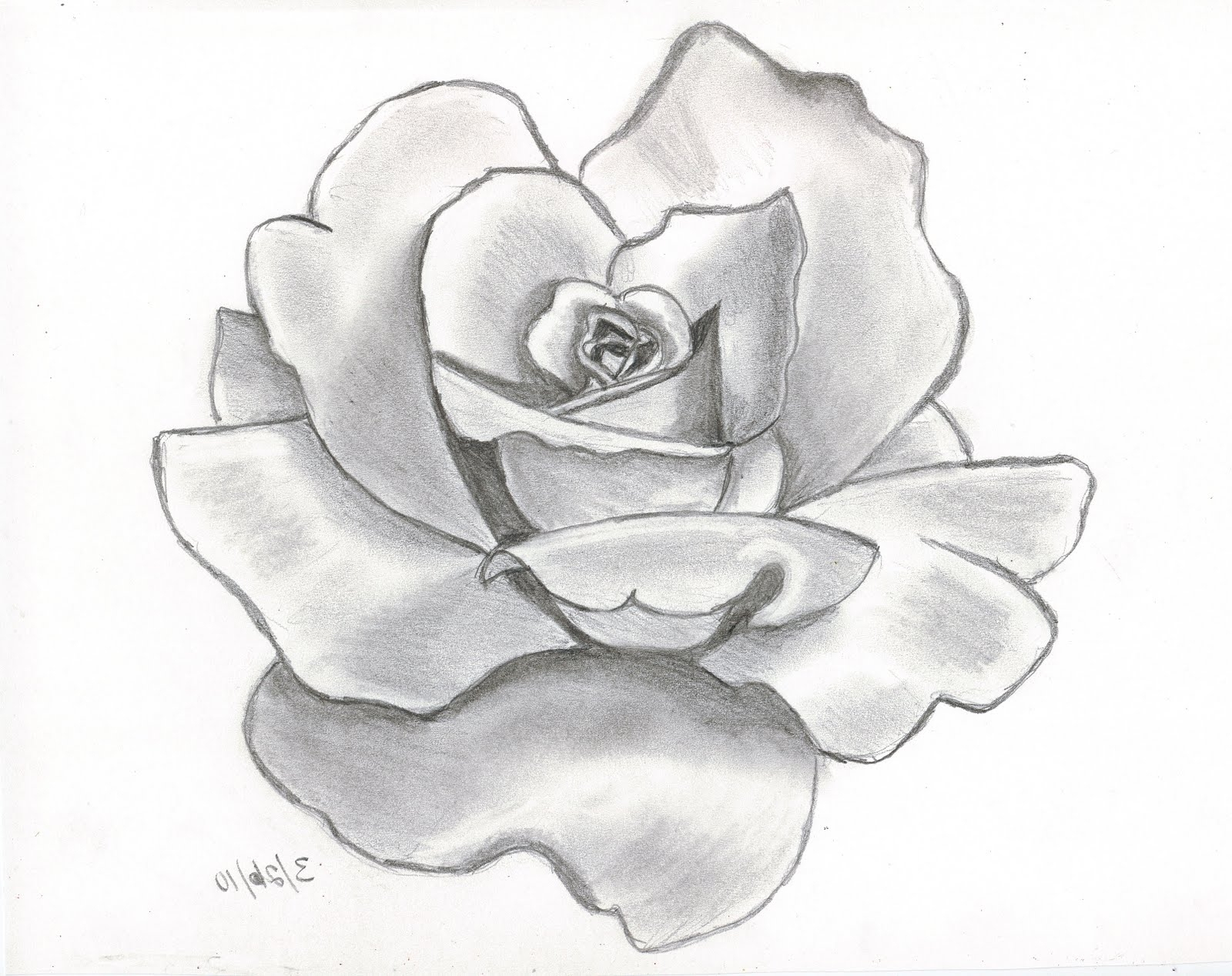 1600x1268 flowers in draw pencil nice flower drawing at getdrawings free - Nice Flower Drawing