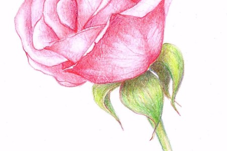 450x300 gallery how to draw a nice flower - Nice Flower Drawing