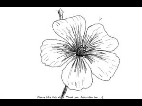 480x360 How To Draw A Beautiful And Simple Flower - Nice Flower Drawing