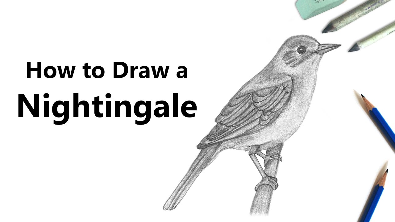 1280x720 how to draw a nightingale with pencils - Nightingale Drawing