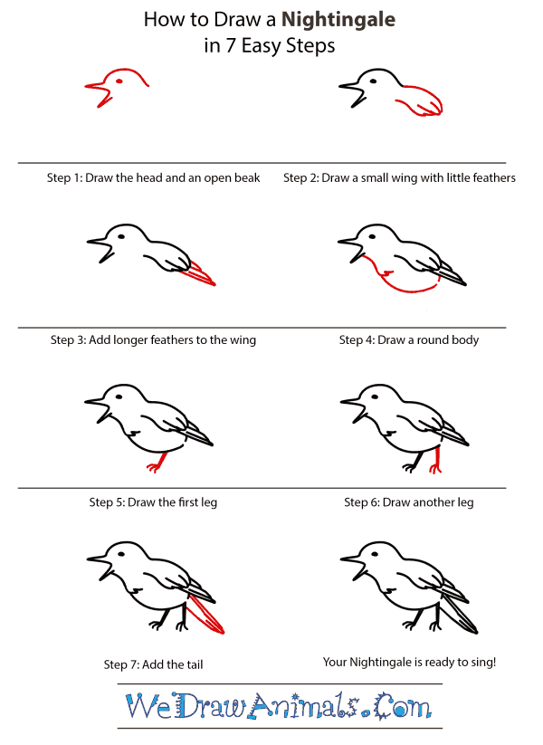 600x823 how to draw a nightingale - Nightingale Drawing