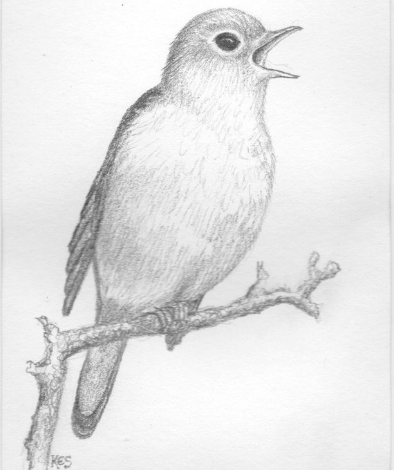 Nightingale Drawing at Explore collection of