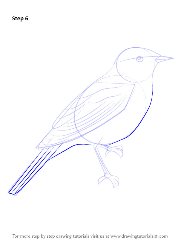 596x842 learn how to draw a nightingale - Nightingale Drawing