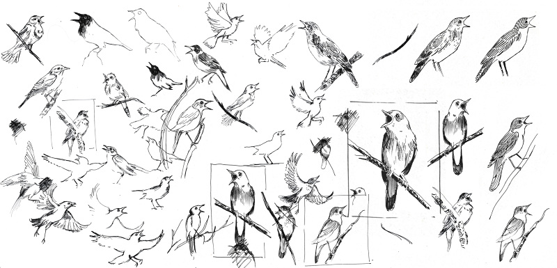 800x385 nightingale - Nightingale Drawing