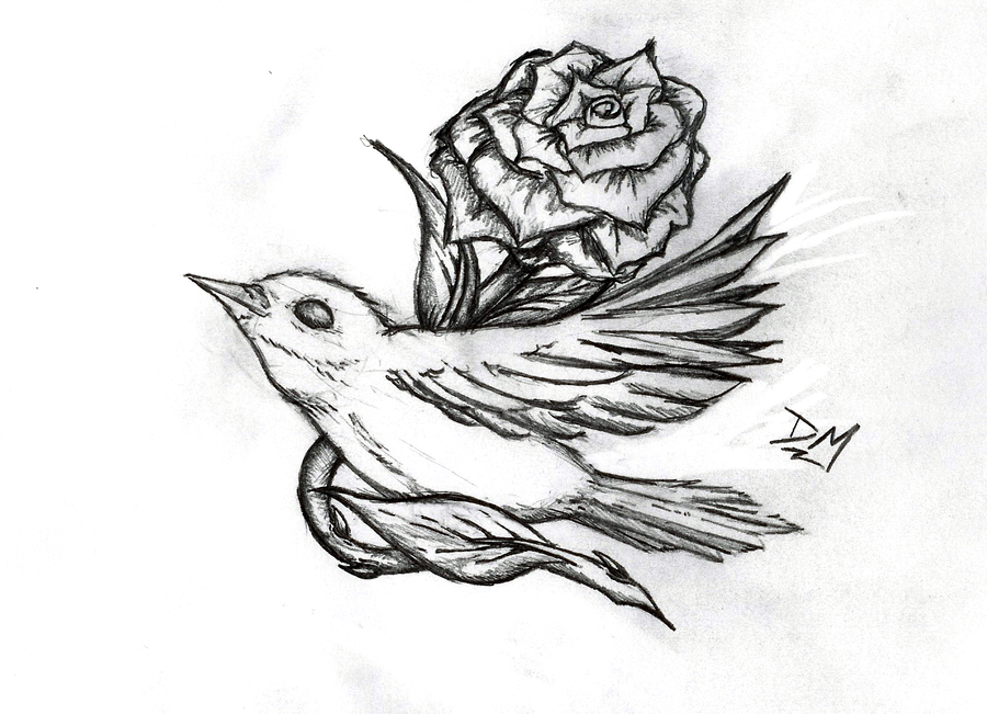 900x651 nightingale bird drawing - Nightingale Drawing