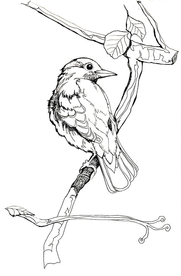 591x900 nightingale drawing - Nightingale Drawing