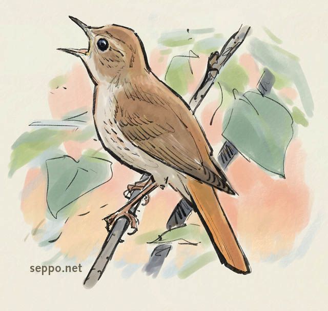 640x606 nightingale drawing calligraphy backgrounds in bird - Nightingale Drawing