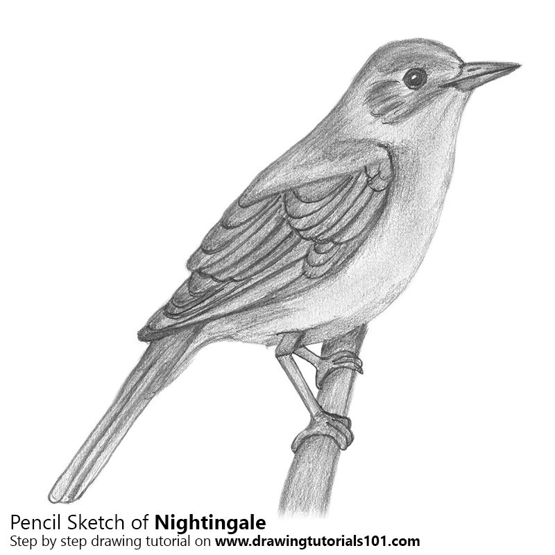 800x800 nightingale with pencils pencil drawing - Nightingale Drawing