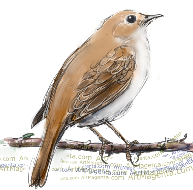 647x639 birds nightingale - Nightingale Drawing