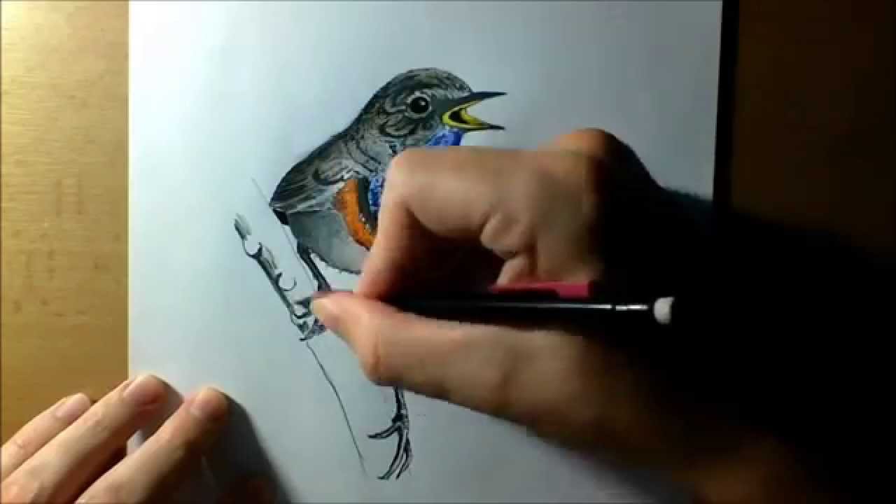 1280x720 kresba drawing nightingale - Nightingale Drawing