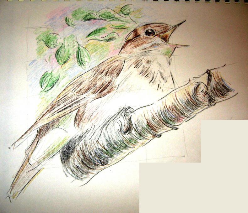Nightingale Drawing at Explore collection of