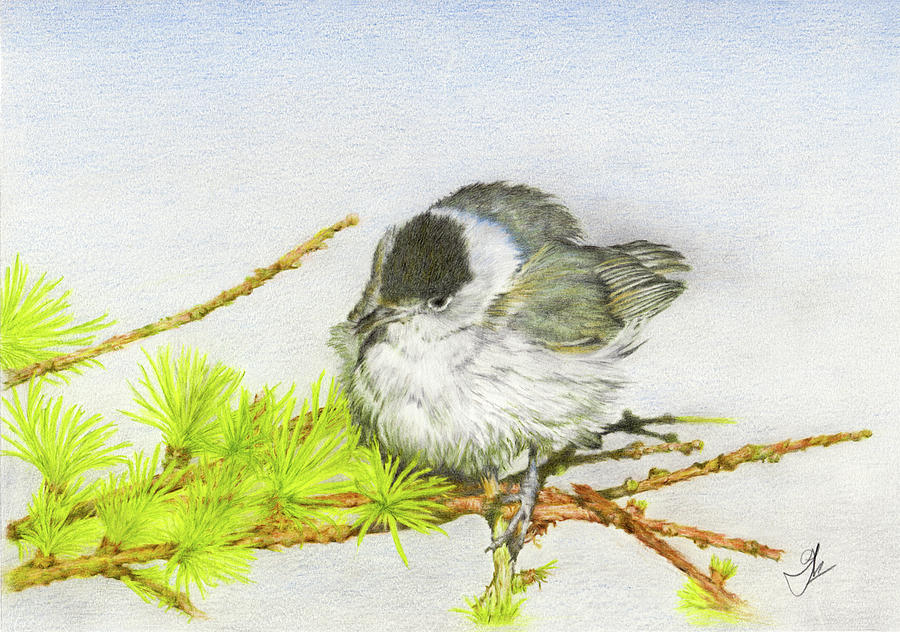 900x632 blackcap northern nightingale drawing - Nightingale Drawing