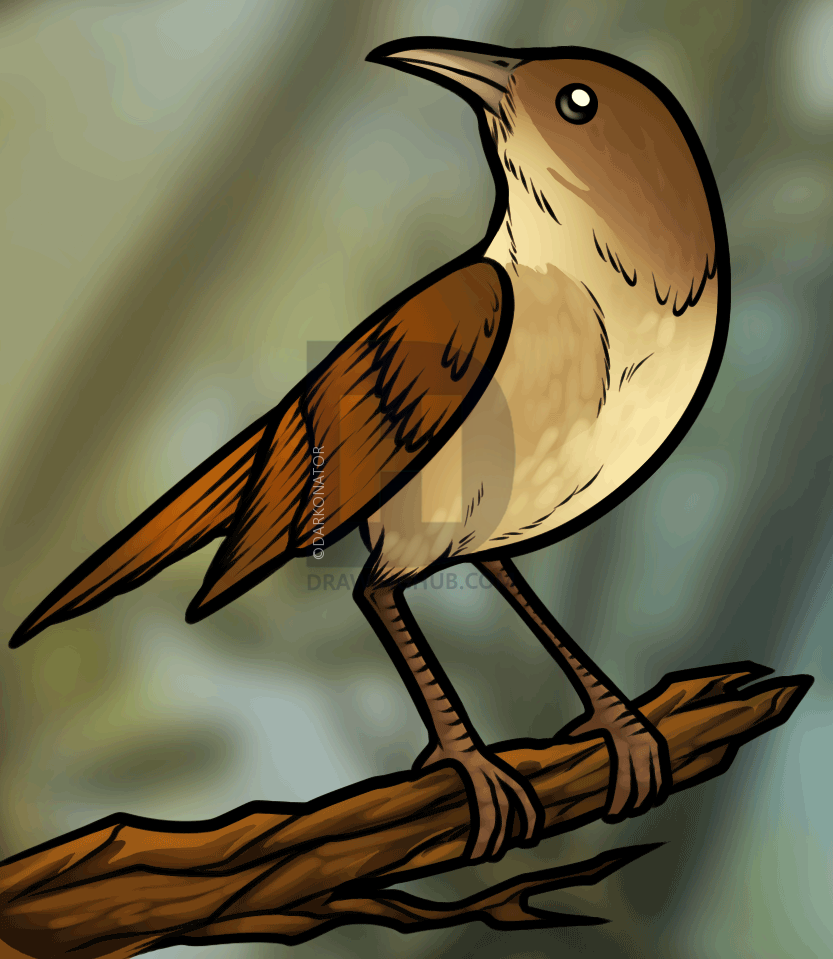Nightingale Drawing at Explore collection of