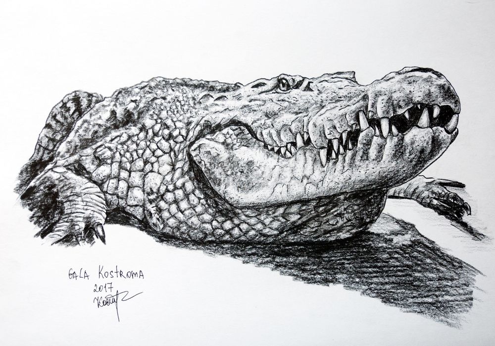 Nile Crocodile Drawing at Explore collection of