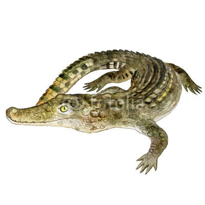 400x400 watercolor closeup portrait of nile crocodile animal isolated - Nile Crocodile Drawing
