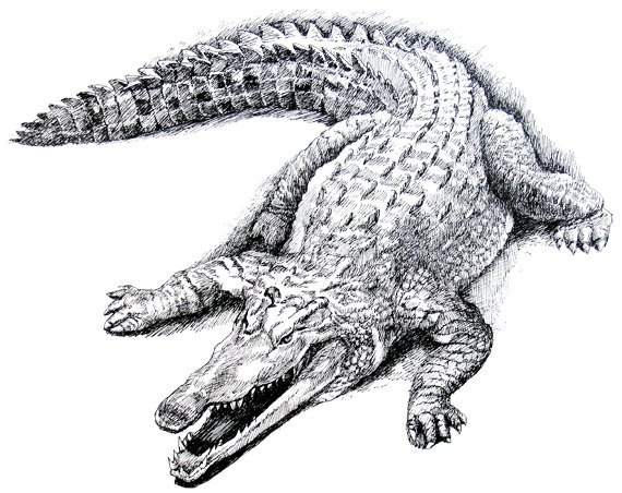 Nile Crocodile Drawing at PaintingValley.com | Explore collection of ...