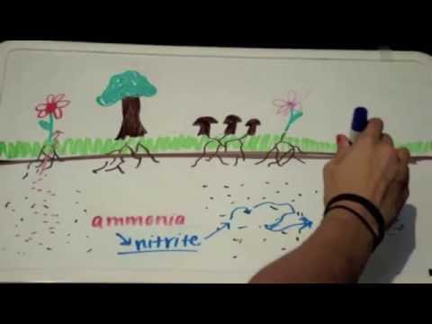 480x360 Nitrogen Cycle - Nitrogen Drawing