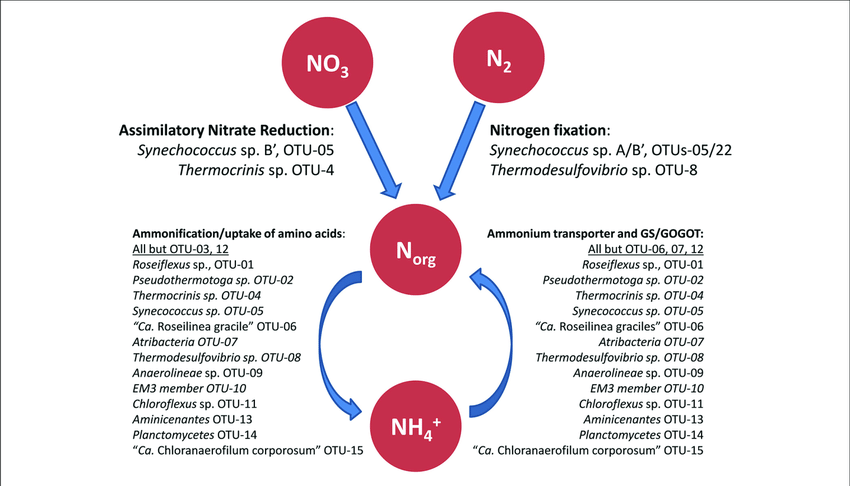 850x486 Schematic Drawing Of The Hypothesized Nitrogen Metabolism - Nitrogen Drawing