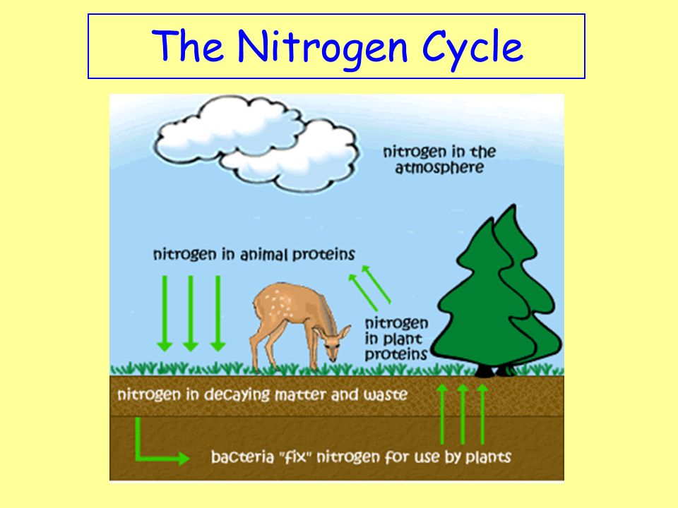 Nitrogen Drawing at PaintingValley.com | Explore collection of Nitrogen ...